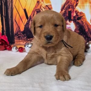 golden retriever puppy for sale.