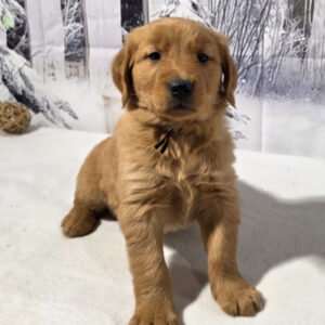 https://mygoldenretrieverpuppiesforsale.com/wp-content/uploads/2026/01/504388067_hd-300x300.jpg
