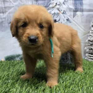https://mygoldenretrieverpuppiesforsale.com/wp-content/uploads/2026/01/504405163_hd-300x300.jpg