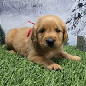 https://mygoldenretrieverpuppiesforsale.com/wp-content/uploads/2026/01/504405842_hd-300x300.jpg