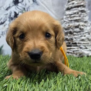 https://mygoldenretrieverpuppiesforsale.com/wp-content/uploads/2026/01/504405887_hd-300x300.jpg