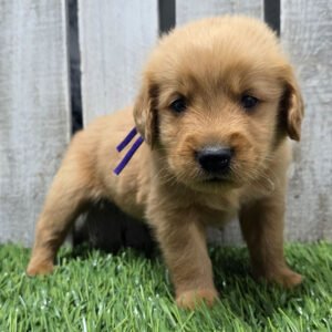 https://mygoldenretrieverpuppiesforsale.com/wp-content/uploads/2026/01/504407405_hd-300x300.jpg