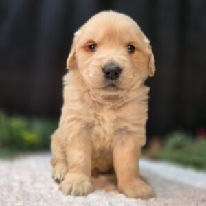 https://mygoldenretrieverpuppiesforsale.com/wp-content/uploads/2026/01/504412758_hd-300x300.jpg