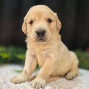https://mygoldenretrieverpuppiesforsale.com/wp-content/uploads/2026/01/504412772_hd-300x300.jpg