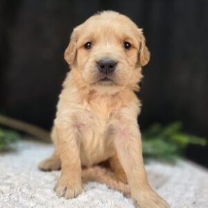 https://mygoldenretrieverpuppiesforsale.com/wp-content/uploads/2026/01/504412789_hd-300x300.jpg