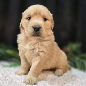 https://mygoldenretrieverpuppiesforsale.com/wp-content/uploads/2026/01/504412843_hd-300x300.jpg