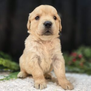 https://mygoldenretrieverpuppiesforsale.com/wp-content/uploads/2026/01/504412862_hd-300x300.jpg