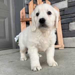 https://mygoldenretrieverpuppiesforsale.com/wp-content/uploads/2026/01/504413414_hd-300x300.jpg