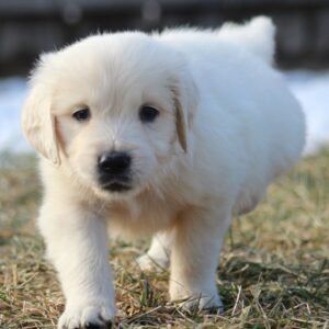 https://mygoldenretrieverpuppiesforsale.com/wp-content/uploads/2026/01/504413424_hd-300x300.jpg