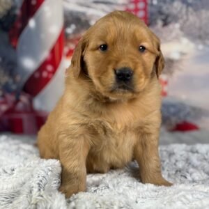 https://mygoldenretrieverpuppiesforsale.com/wp-content/uploads/2026/01/504416412_hd-300x300.jpg