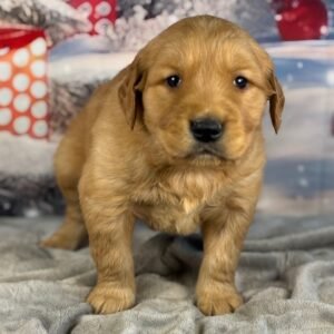 https://mygoldenretrieverpuppiesforsale.com/wp-content/uploads/2026/01/504416434_hd-1-300x300.jpg