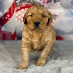 https://mygoldenretrieverpuppiesforsale.com/wp-content/uploads/2026/01/504417121_hd-300x300.jpg