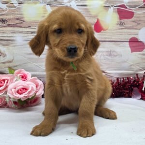 https://mygoldenretrieverpuppiesforsale.com/wp-content/uploads/2026/01/504432785_hd-300x300.jpg