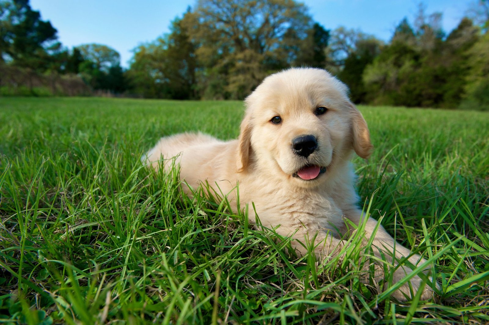 https://mygoldenretrieverpuppiesforsale.com/wp-content/uploads/2026/01/GoldenPuppy185743593-56a9c1f23df78cf772aa4a33.jpg