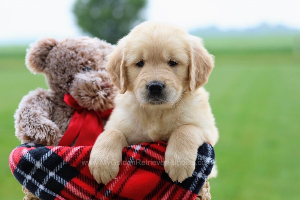 https://mygoldenretrieverpuppiesforsale.com/wp-content/uploads/2026/01/Reign_1170.jpg